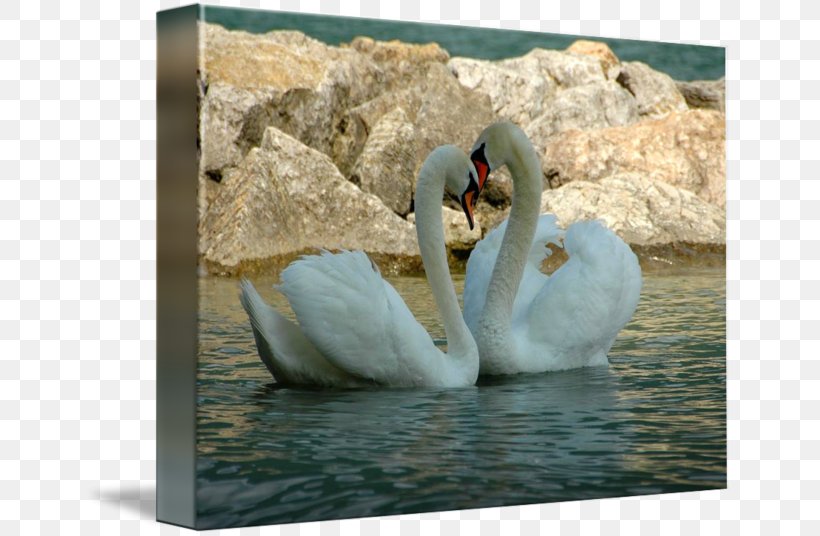 Cygnini Fauna Beak, PNG, 650x536px, Cygnini, Beak, Bird, Ducks Geese And Swans, Fauna Download Free