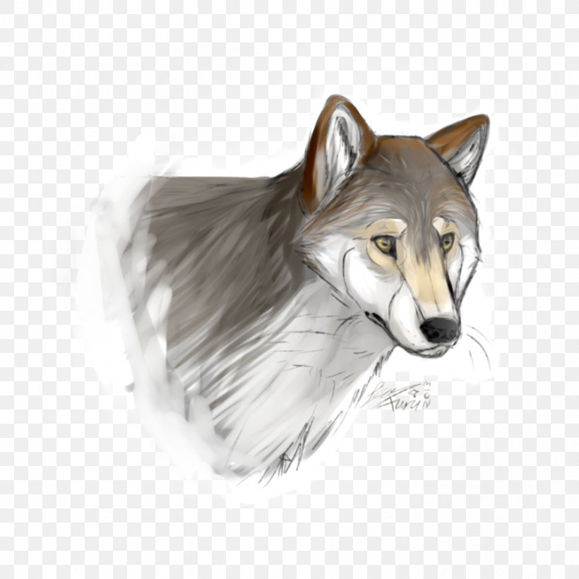 Gray Wolf Coyote Drawing Red Wolf Snout, PNG, 894x894px, Gray Wolf, Book, Carnivoran, Coyote, Deviantart Download Free