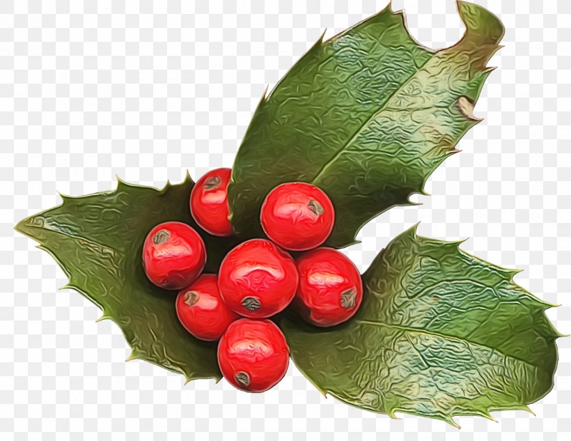 Holly, PNG, 1300x1004px, Christmas Holly, American Holly, Christmas, Flower, Fruit Download Free