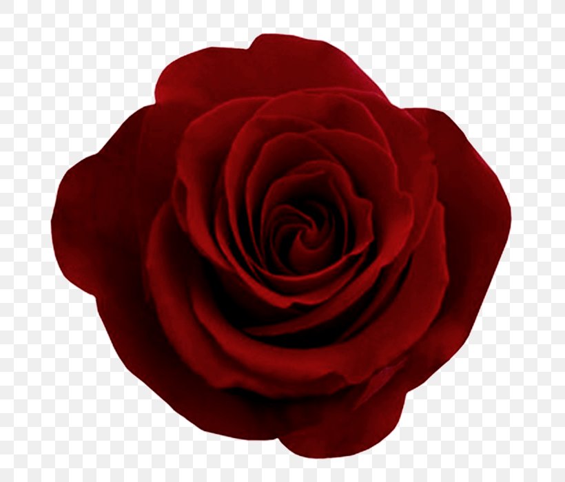 Rose Flower Ornament Motif, PNG, 700x700px, Centifolia Roses, China Rose, Cut Flowers, Floribunda, Flower Download Free