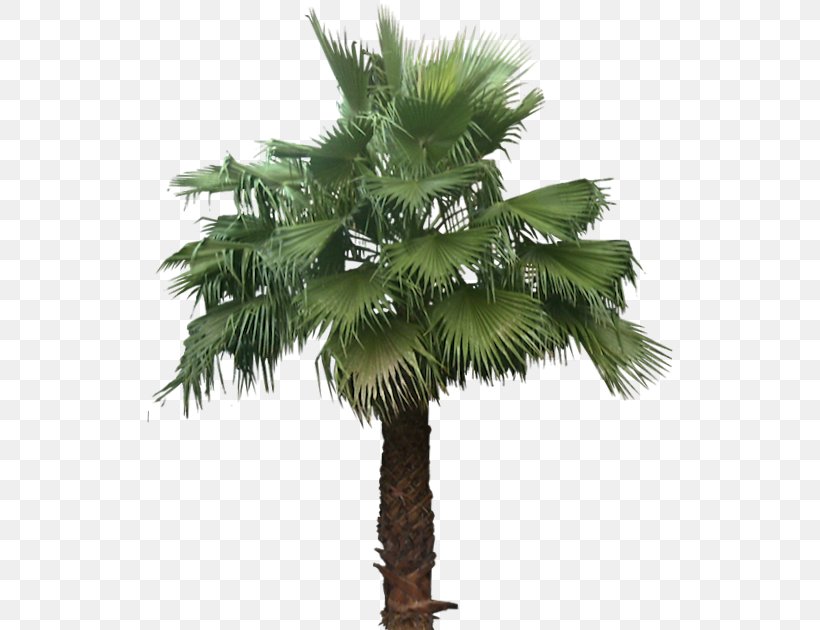 Asian Palmyra Palm Mexican Fan Palm Arecaceae Babassu Tree, PNG, 527x630px, Asian Palmyra Palm, Areca Nut, Areca Palm, Arecaceae, Arecales Download Free