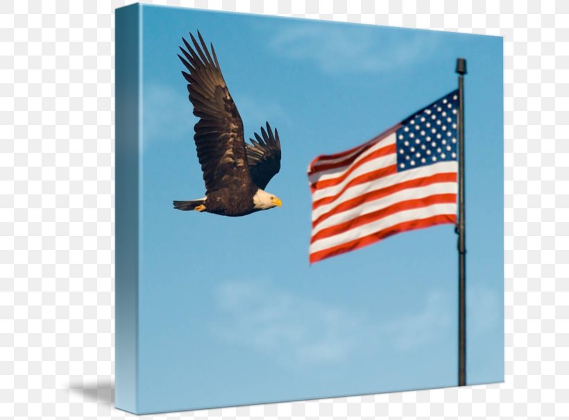 Bald Eagle Flag Of The United States Court, PNG, 650x605px, Eagle, Advertising, Bald Eagle, Beak, Bird Download Free