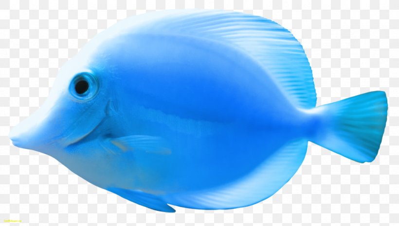 Download Clip Art, PNG, 1024x583px, Bluefish, Aqua, Blue, Coral Reef Fish, Deep Sea Fish Download Free