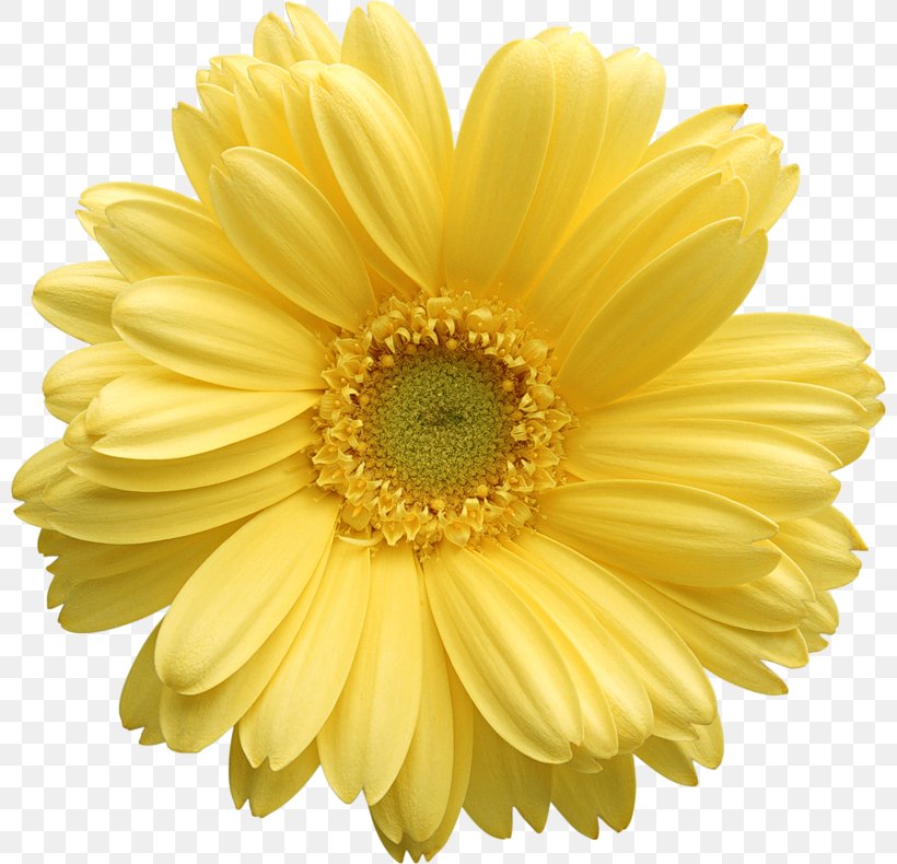 Flower Yellow Stock Photography Clip Art, PNG, 800x790px, Flower, Chrysanths, Color, Common Daisy, Cut Flowers Download Free