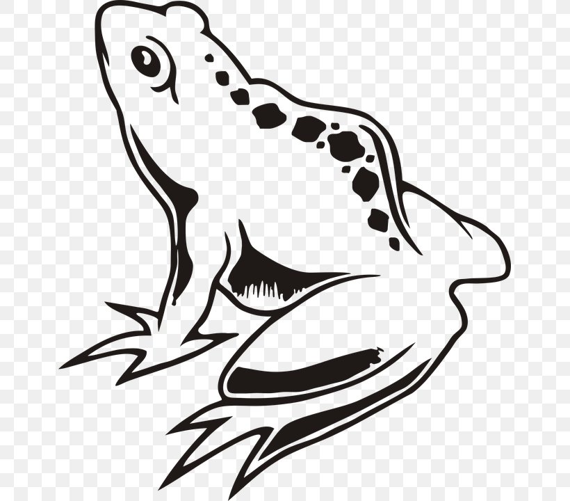 Frog Image Drawing Clip Art Vector Graphics, PNG, 651x720px, Frog, Amphibian, Animal, Art, Artwork Download Free