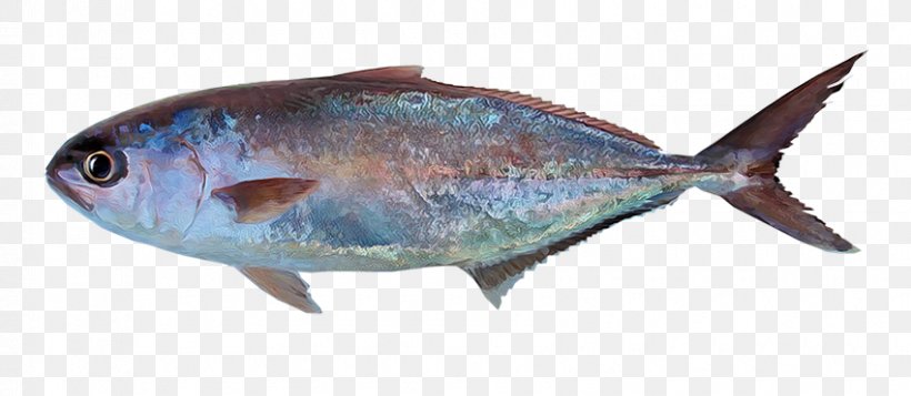 Sardine Mar De Grau Fish Sea Greater Amberjack, PNG, 850x371px, Sardine, Almaco Jack, Animal Figure, Bonito, Bony Fish Download Free