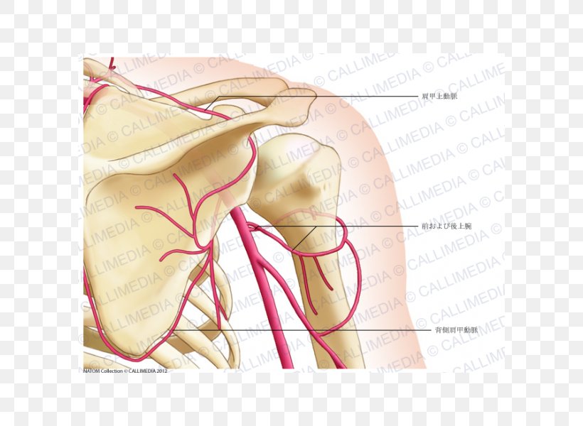 Shoulder Thumb Posterior Humeral Circumflex Artery Coronal Plane, PNG, 600x600px, Watercolor, Cartoon, Flower, Frame, Heart Download Free