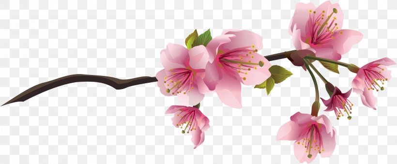Cherry Blossom Drawing Clip Art, PNG, 2703x1120px, Cherry Blossom, Art, Blossom, Branch, Can Stock Photo Download Free