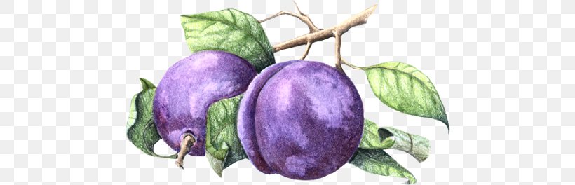 Fruit Drawing Jam Varenye, PNG, 464x264px, Fruit, Auglis, Berry, Cerasus, Drawing Download Free