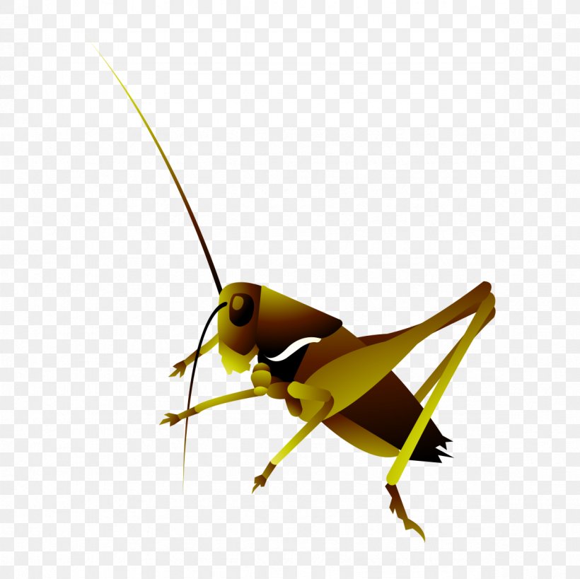 Grasshopper Insect Locust, PNG, 1181x1181px, Grasshopper, Arthropod, Cricket Like Insect, Designer, Fly Download Free