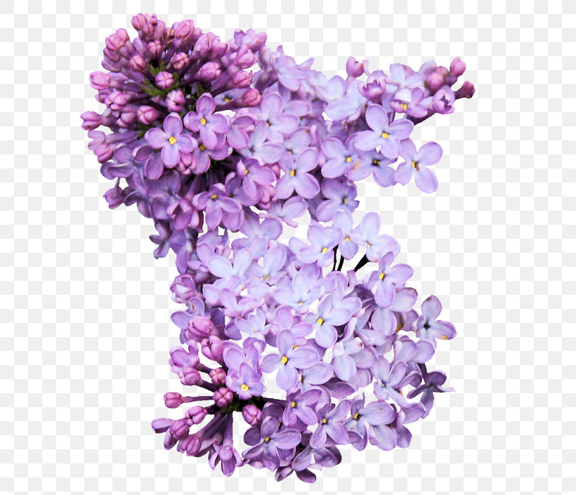 Lavender, PNG, 600x705px, Lilac, Cut Flowers, Flower, Lavender, Petal Download Free