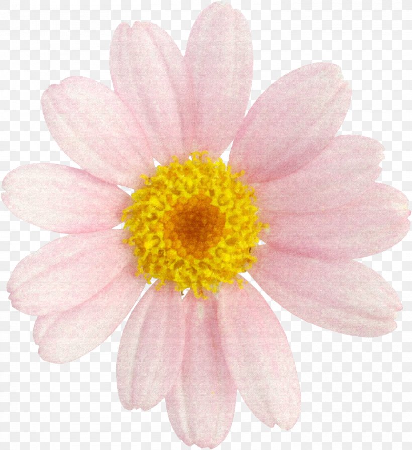 Male Testosterone Marguerite Daisy Chrysanthemum Cut Flowers, PNG, 1464x1600px, Male, Annual Plant, Aster, Athlete, Chrysanthemum Download Free