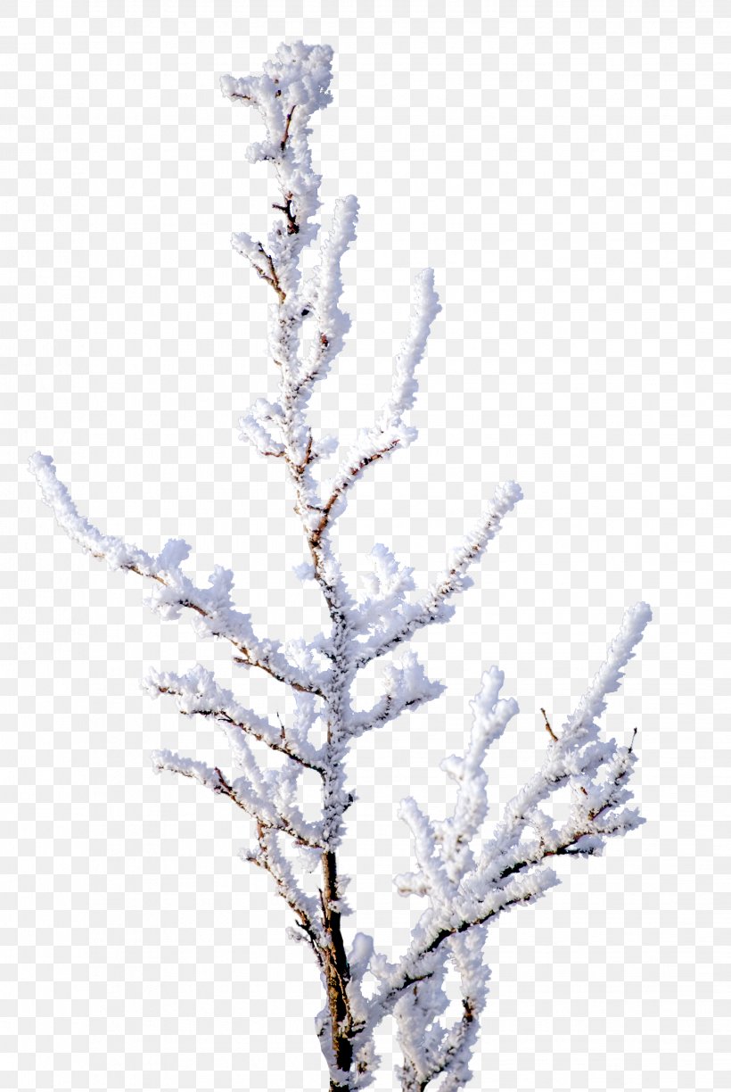 Snow Clip Art, PNG, 2243x3350px, Snow, Branch, Lavender, Photography, Pixel Download Free