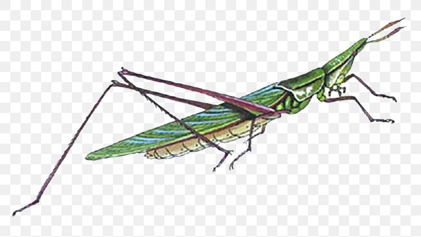 Locust Grasshopper Bush Crickets Caelifera Insect, PNG, 800x462px, Insect, Animal, Arthropod, Caelifera, Cricket Download Free
