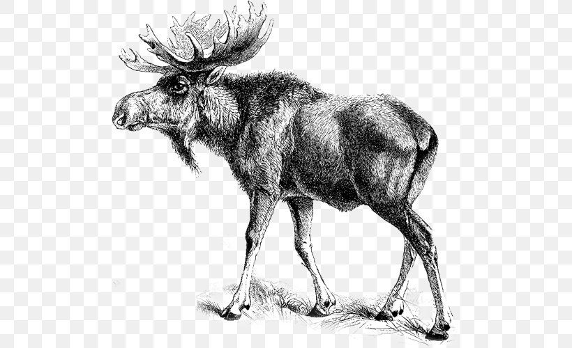 Moose Clip Art Elk Image, PNG, 500x500px, Moose, Blackandwhite, Deer, Drawing, Eastern Moose Download Free