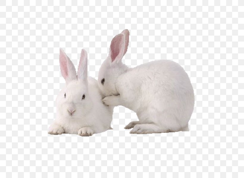 New Zealand White Rabbit Domestic Rabbit European Rabbit, PNG, 600x600px, White Rabbit, Domestic Rabbit, European Rabbit, Hare, Mammal Download Free