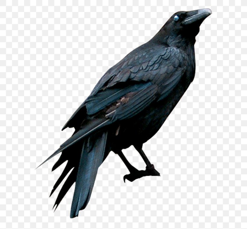American Crow Drawing Eating Crow (feat. Grewsum), PNG, 644x762px, American Crow, Art, Beak, Bird, Black And White Download Free