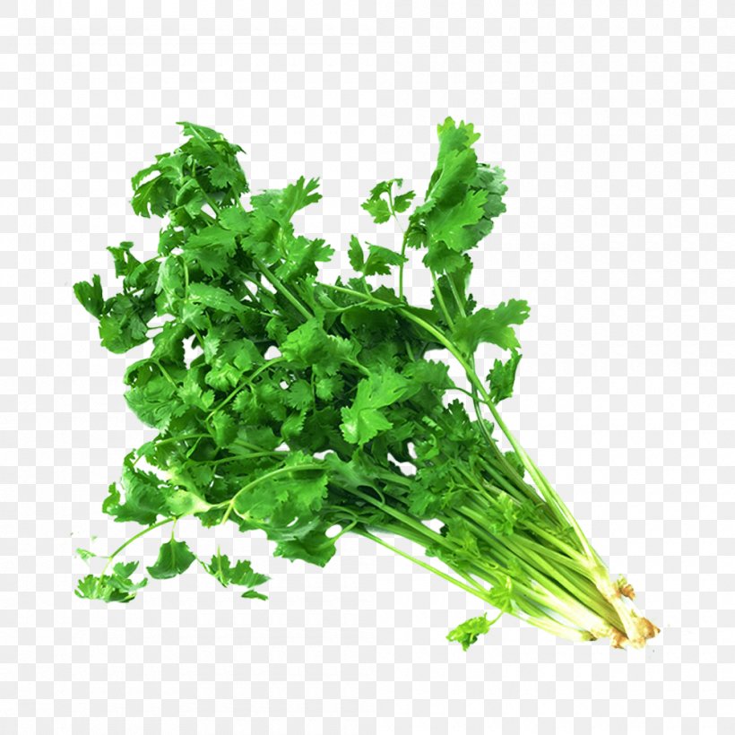 Coriander Tamil Cuisine Herb Flavor Nutrition, PNG, 1000x1000px, Coriander, Cuisine, Flavor, Food, Health Download Free