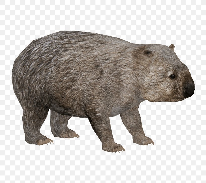 Common Wombat Australia Panthera Leo Spelaea, PNG, 730x730px, Wombat, Animal, Australia, Bear, Carnivoran Download Free