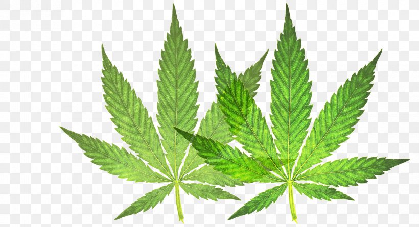 Medical Cannabis Leaf 420 Day Smoking, PNG, 1680x913px, 420 Day, Cannabis, Bud, Cannabis In British Columbia, Cannabis Sativa Download Free