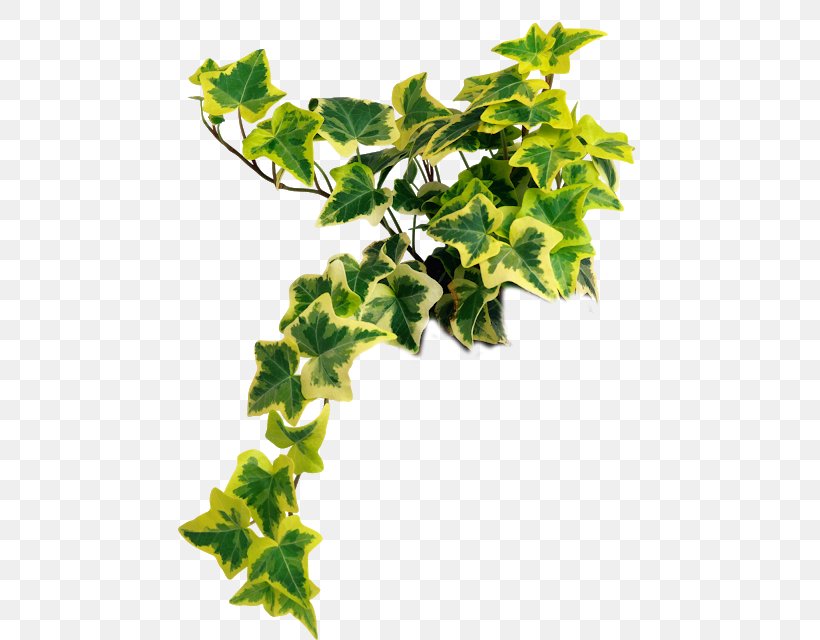 Houseplant Common Ivy Clip Art Psd, PNG, 481x640px, Houseplant, Araliaceae, Branch, Common Ivy, Flower Download Free