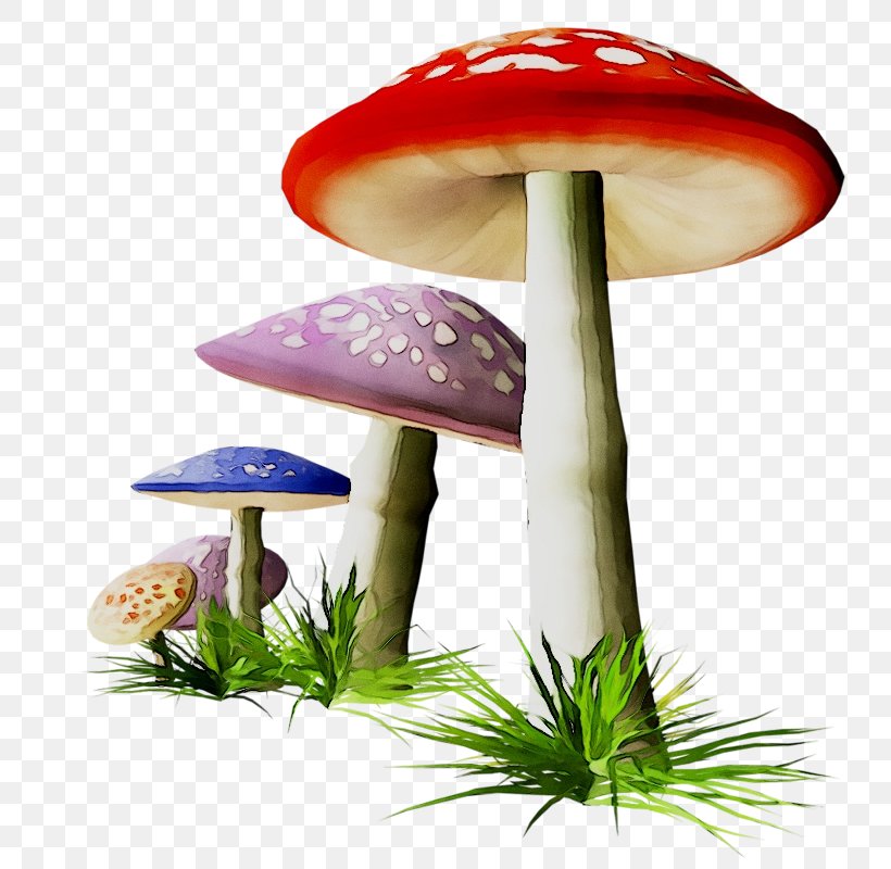 Product Design Mushroom, PNG, 800x800px, Mushroom, Agaric, Agaricaceae, Agaricomycetes, Agaricus Download Free