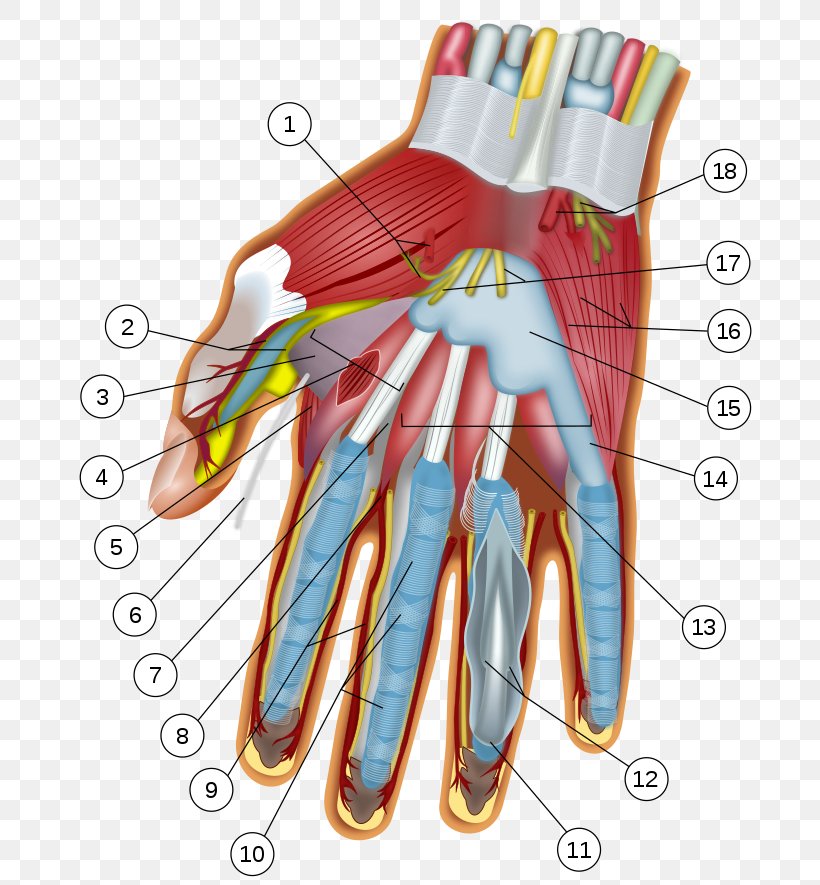 Wrist Hand Carpal Bones Carpal Tunnel Anatomy, PNG, 700x885px, Wrist, Anatomy, Carpal Bones, Carpal Tunnel, Carpal Tunnel Syndrome Download Free