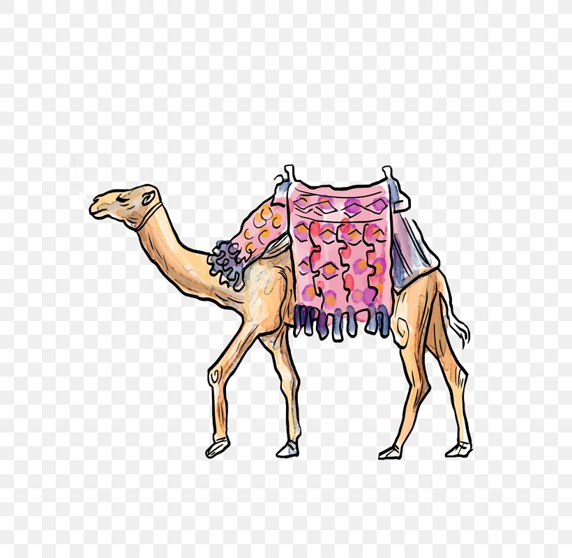 Camel Cartoon, PNG, 800x800px, Camel, Arabian Camel, Art, Camel Like Mammal, Cartoon Download Free
