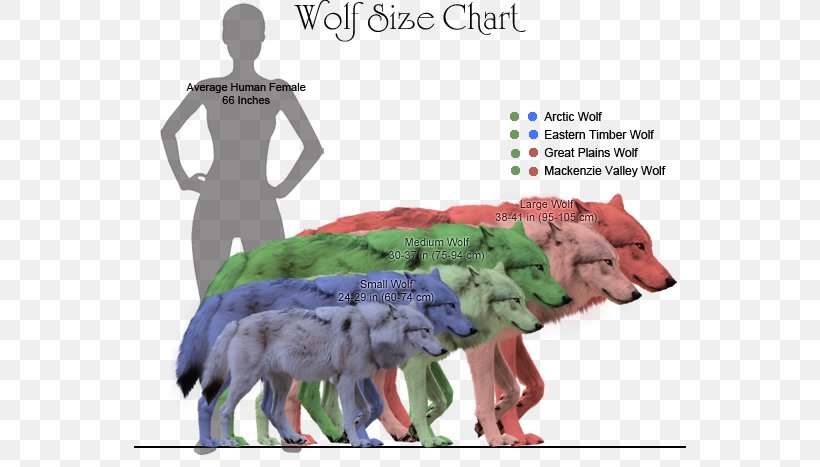 Coyote Dog Dire Wolf Northwestern Wolf Canidae, PNG, 552x467px, Coyote, American Lion, Animal, Canidae, Canine Tooth Download Free