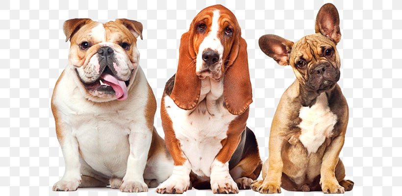 Dog Grooming Pet Cat Kennel, PNG, 700x400px, Dog, American Pit Bull Terrier, Ancient Dog Breeds, Australian Bulldog, Bulldog Download Free