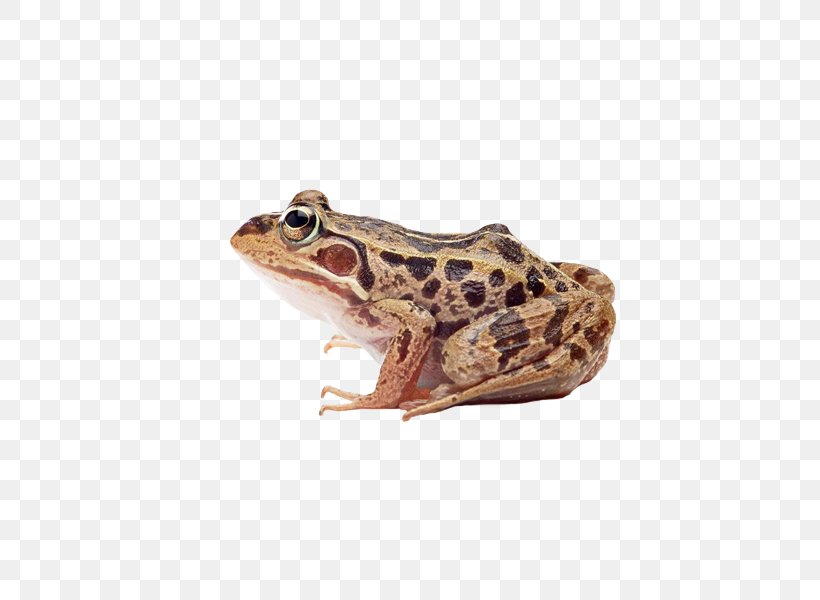 Frog Stock Photography Stock.xchng Amphibians Illustration, PNG, 600x600px, Frog, American Bullfrog, Amphibian, Amphibians, Art Download Free