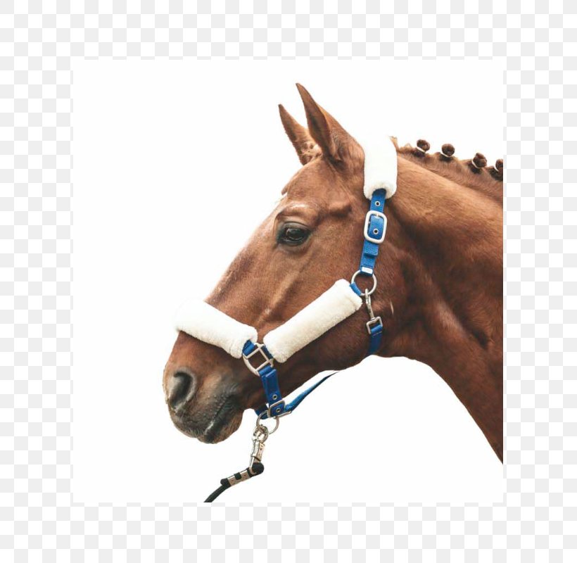 Horse Halter Making Rope Equestrian, PNG, 800x800px, Horse, Bridle, Equestrian, Equestrian Sport, Halter Download Free