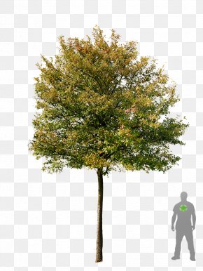 Layout - Tree Acer Campestre Amelanchier Lamarckii Plant Amelanchier Arborea PNG