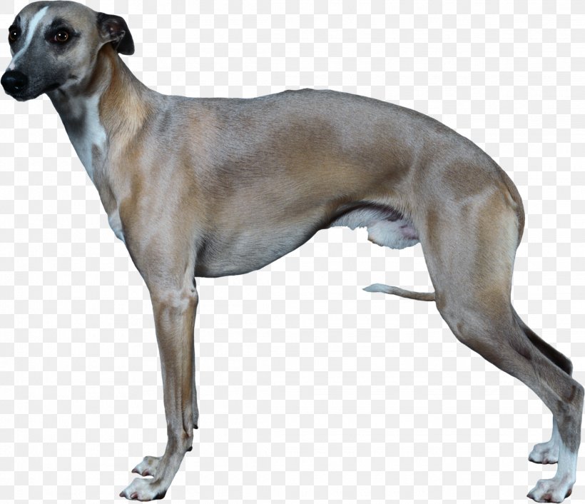 Italian Greyhound Whippet Longdog German Shepherd, PNG, 2225x1917px, Italian Greyhound, American Staghound, Animal, Animal Sports, Azawakh Download Free