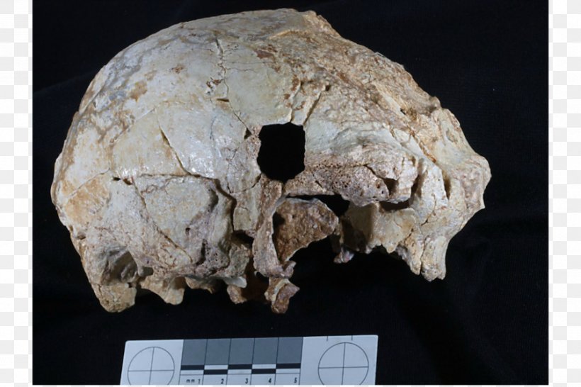 Neandertal Cave Of Aroeira Homo Sapiens Skull Middle Pleistocene, PNG, 900x600px, Neandertal, Acheulean, Aroeira 3, Artifact, Bone Download Free