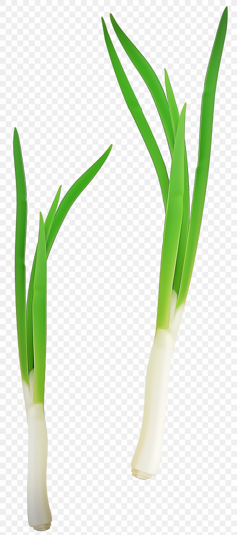 Onion Cartoon, PNG, 1831x4131px, Welsh Onion, Allium, Amaryllis Family, Chives, Flower Download Free