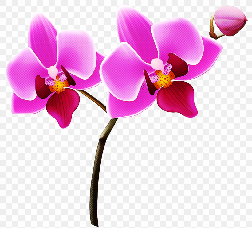 Phalaenopsis Equestris Flower Orchids Logo Cut Flowers, PNG, 1200x1088px, Phalaenopsis Equestris, Cut Flowers, Flower, Lilac Purple Violet, Lilacpurpleviolet Download Free