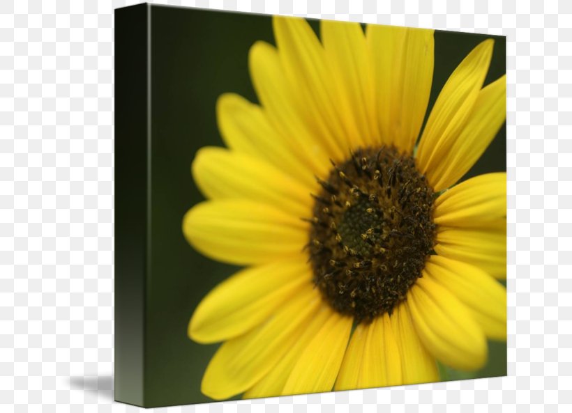 Sunflower M, PNG, 650x593px, Sunflower M, Daisy Family, Flower, Flowering Plant, Petal Download Free