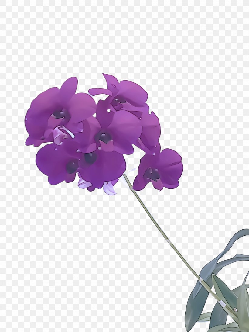 Violet Flower Purple Petal Plant, PNG, 1732x2308px, Violet, Flower, Magenta, Moth Orchid, Orchid Download Free