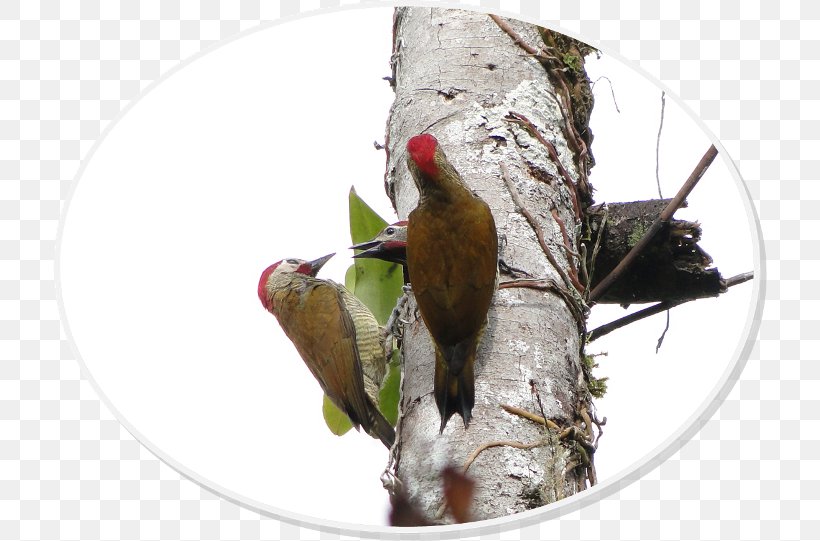 Woodpecker Parrot Fauna Beak, PNG, 714x541px, Woodpecker, Beak, Bird, Fauna, Parrot Download Free