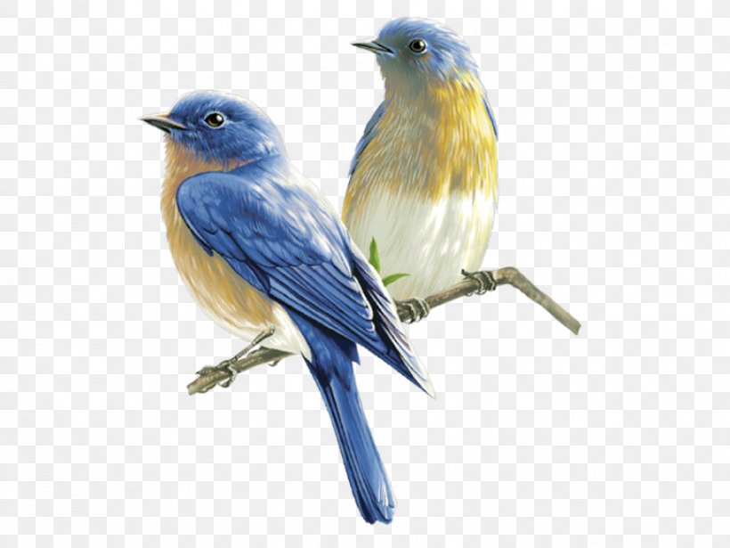 Bird New World Warblers Swallow Clip Art, PNG, 866x650px, Bird, American Sparrows, Beak, Bluebird, Drawing Download Free