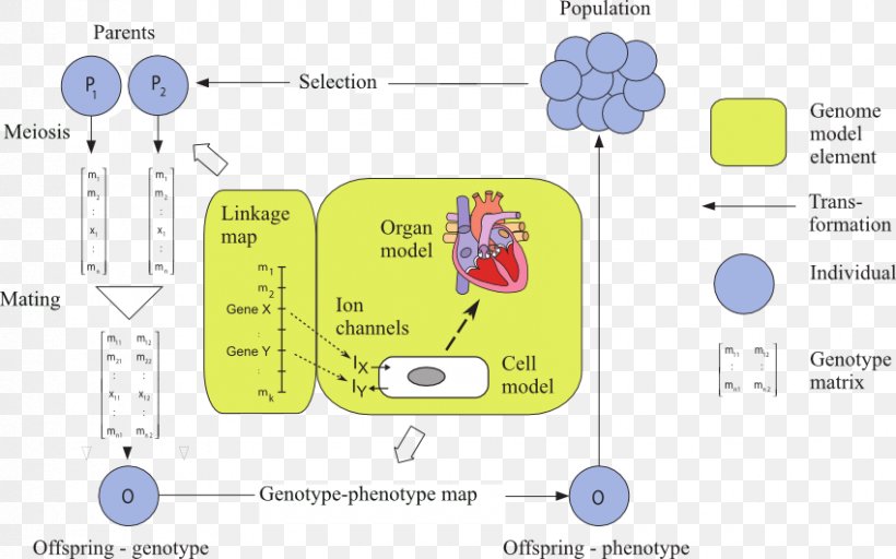 Genotype–phenotype Distinction Plant Genetics, PNG, 850x531px, Genotype, Area, Biology, Brand, Communication Download Free