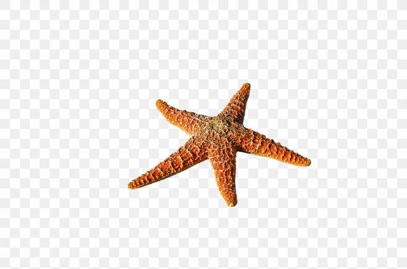 Starfish Desktop Wallpaper Image Photograph, PNG, 1280x848px, Starfish, Animal, Beach, Echinoderm, Invertebrate Download Free
