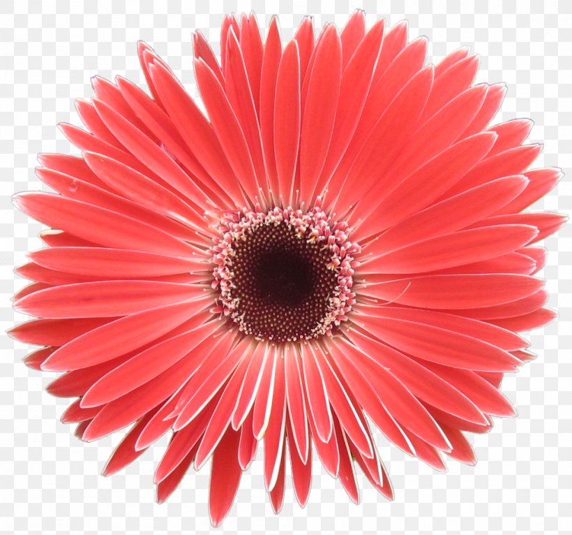Transvaal Daisy Red Kurosaki Paper Party, PNG, 999x934px, Transvaal Daisy, Asterales, Birthday, Christmas, Close Up Download Free