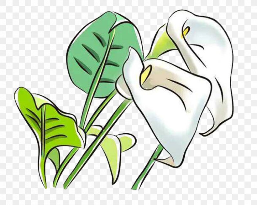 Arum-lily Arum Lilies Flower Clip Art, PNG, 999x798px, Watercolor, Cartoon, Flower, Frame, Heart Download Free