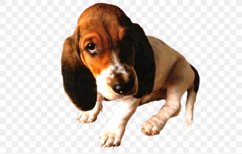 Basset Artésien Normand Basset Hound Finnish Hound Beagle Hamilton Hound, PNG, 704x523px, Basset Hound, Beagle, Breed, Canine Professional, Carnivoran Download Free