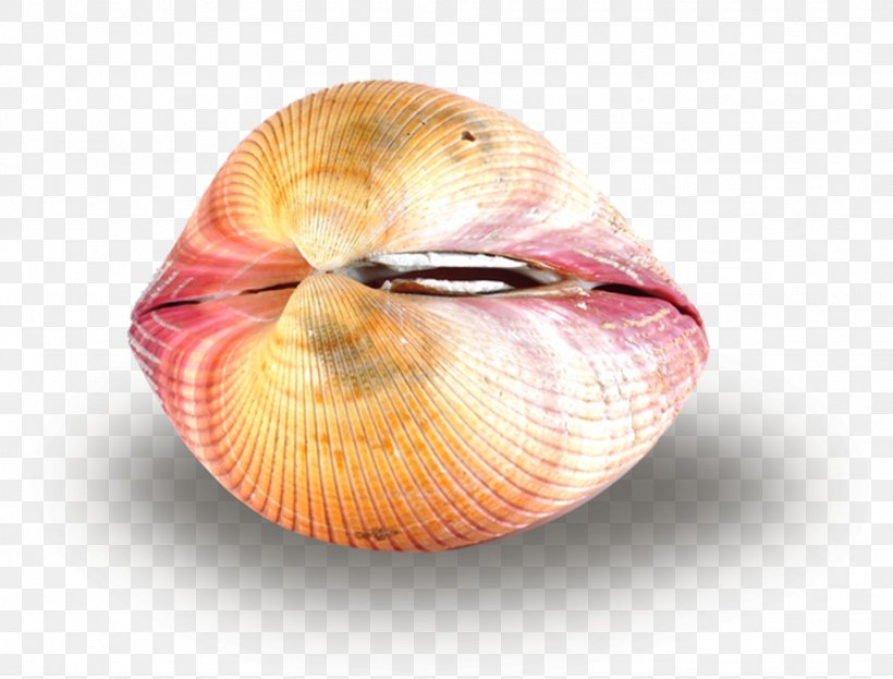 Cockle Clam Conchology Seashell Pectinidae, PNG, 1024x778px, Cockle, Clam, Clams Oysters Mussels And Scallops, Conchology, Invertebrate Download Free
