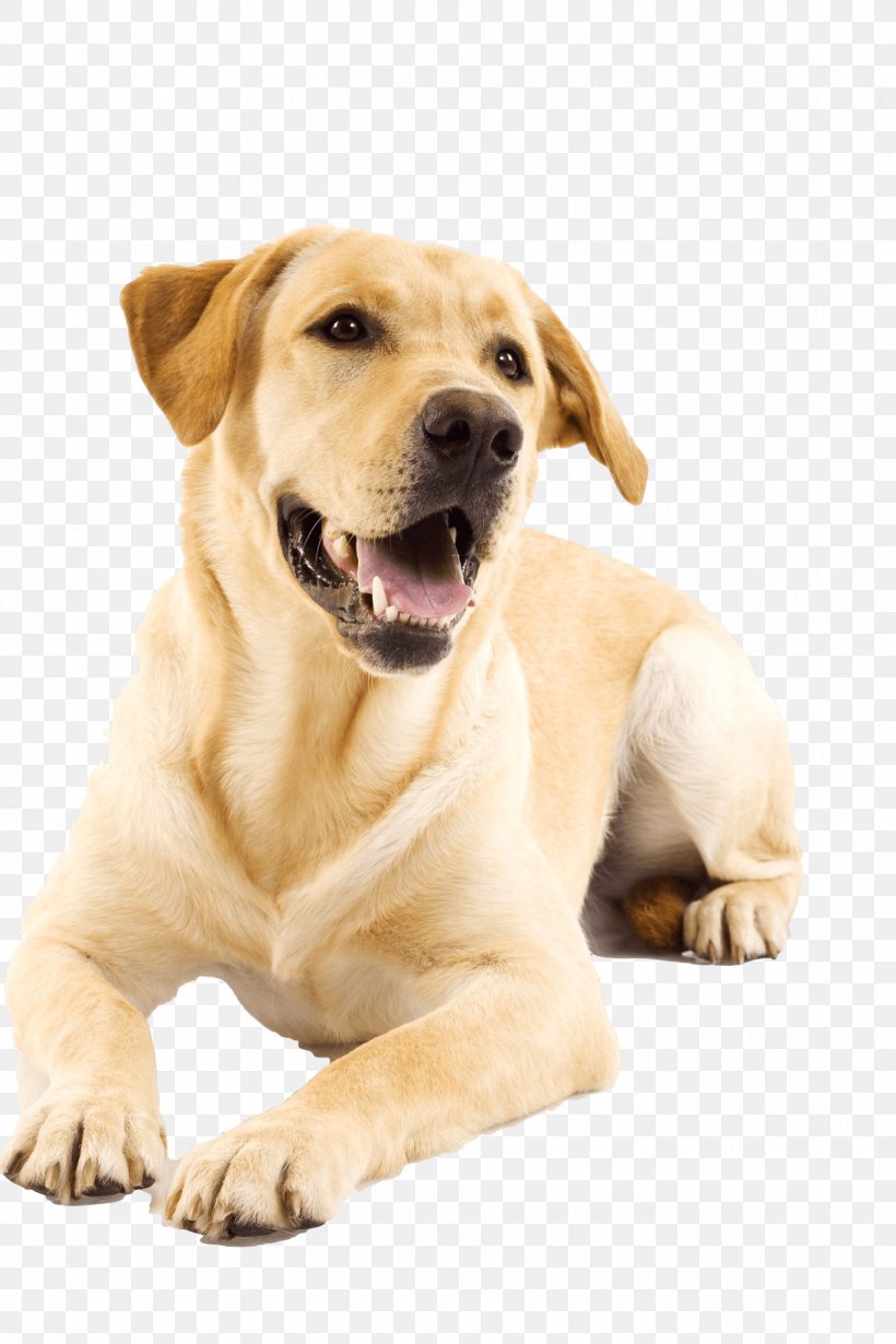 Dog Cat Puppy Pet Veterinarian, PNG, 1365x2048px, Dog, Animal, Carnivoran, Cat, Collar Download Free