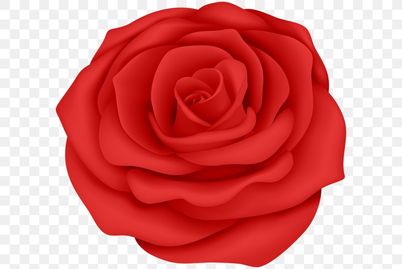 Garden Roses Desktop Wallpaper Clip Art, PNG, 600x550px, Garden Roses, Art, Blue Rose, Cabbage Rose, Cut Flowers Download Free