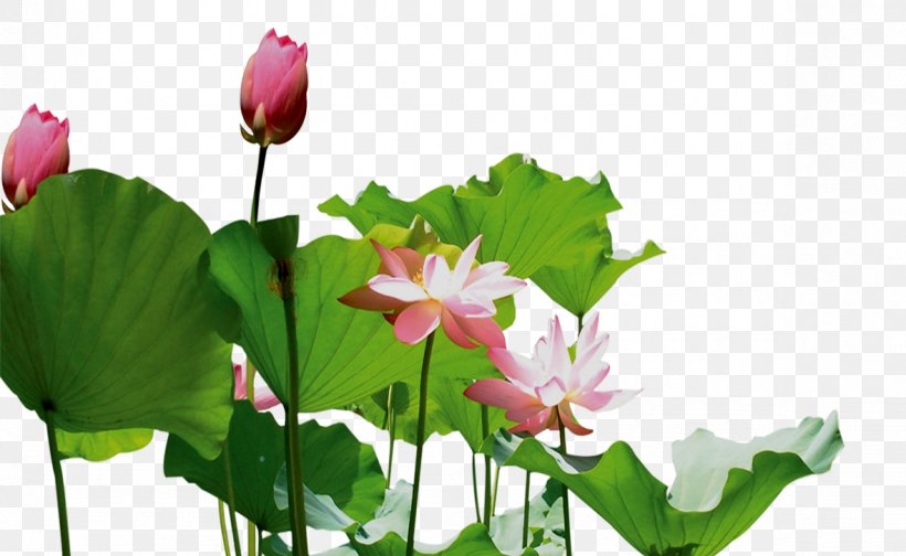 Nelumbo Nucifera Mooncake Photography, PNG, 1181x726px, Nelumbo Nucifera, Annual Plant, Aquatic Plant, Bud, Flora Download Free